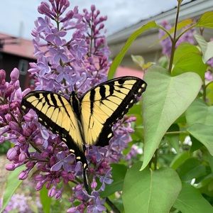 Meet your Posher, Juliana